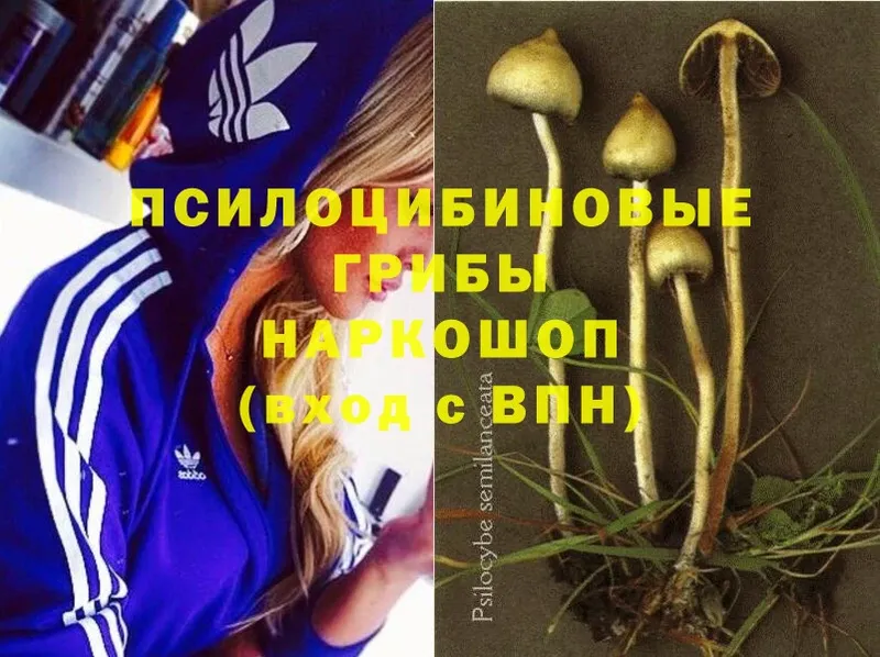 наркотики  MEGA зеркало  Галлюциногенные грибы MAGIC MUSHROOMS  маркетплейс наркотические препараты  Высоцк 